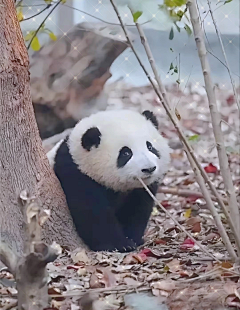 黑爪奶酪采集到熊猫啊啊啊