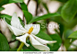 white-flowers-with-a-green-background-pictures_csp13334981