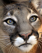 Mountain Lion  (Great Photo!)