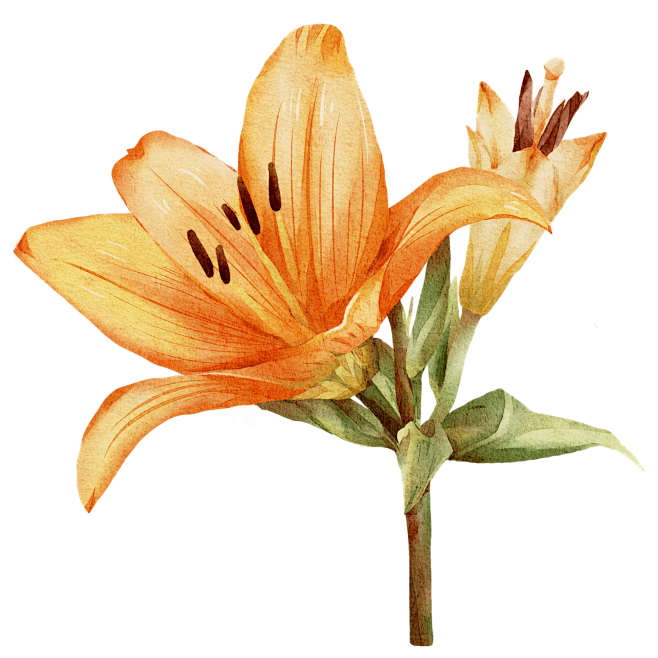 手绘橙色百合花花卉元素