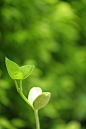 绿色背景 植物 嫩芽高清图片图片