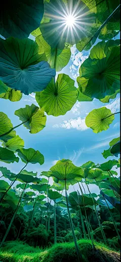 壁纸短句分享： 八月的荷花，开得...@墨民七妙的动态