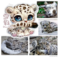 不能撸的猫猫们[喵喵]#不能养就画一只系列# 

1狞猫 2猞猁 3薮猫 4兔狲 5虎 6狮 7豹 8雪豹 9黑豹

雪娃娃萌宠超话#萌宠 雪娃娃##大型猫科##野生动物#