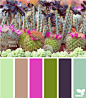 more cacti hues