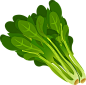 绿色, 叶菜类, 蔬菜, 叶子, 菠菜, 原, 新鲜, 食品, 有营养, 健康