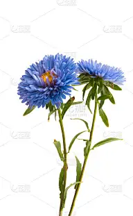aster花孤立