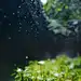 谷雨 雨水  @VictorAnne