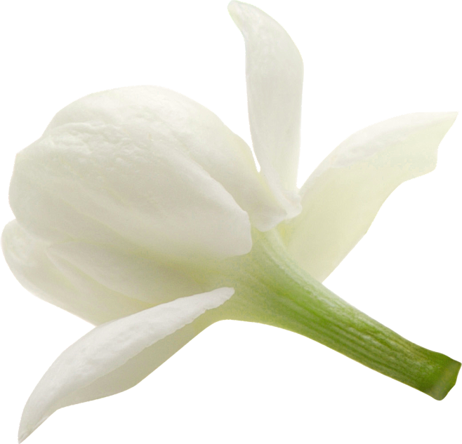 茉莉3