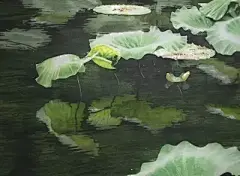 水彩---叶子 - 高清图片，堆糖，美图壁纸兴趣社区