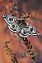 The Small Emperor Moth - Saturnia pavonia 