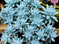 图谱：仙女杯属 <wbr>Dudleya
格瑞内/白菊 Dudleya greenei