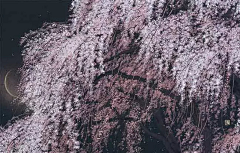 superyuyu采集到Hiroshi Senju