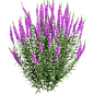 开紫色花朵的千屈菜 水柳植物花丛3D模型（OBJ,FBX,MAX）