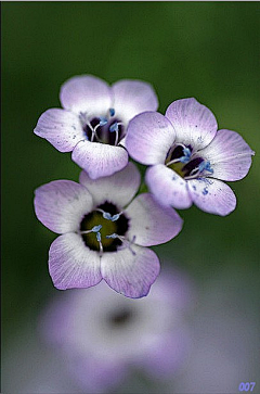 紫陌无影无优随心采集到花