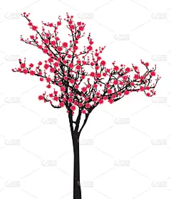 红色樱花树盛开 （樱花） 黑色木头
