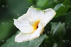 白花壁纸高清