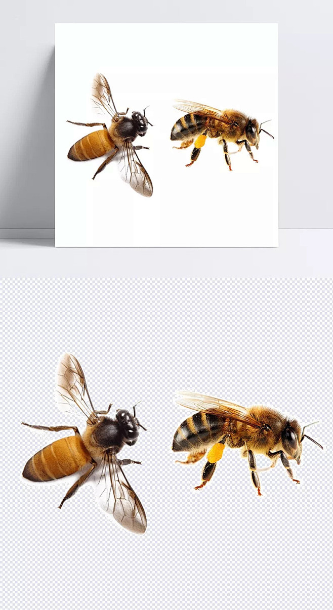 蜜蜂照片图片免抠png透明图层素材|大蜜.
