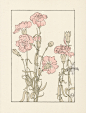 Foord Pochoir Flower Studies 1901