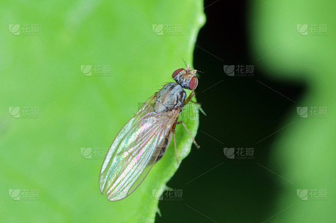 浅叶潜蝇(Scaptomyza pallida)是一种昆虫，果蝇科的一种。它是许多农作物的害虫。昆虫