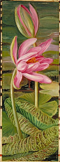 Red Water-Lily by Marianne North Location: South Africa Plants: Red Water Lily, Nymphaea Lotus © Kew Gardens, London http://www.kew.org/mng/gallery/plant-portraits