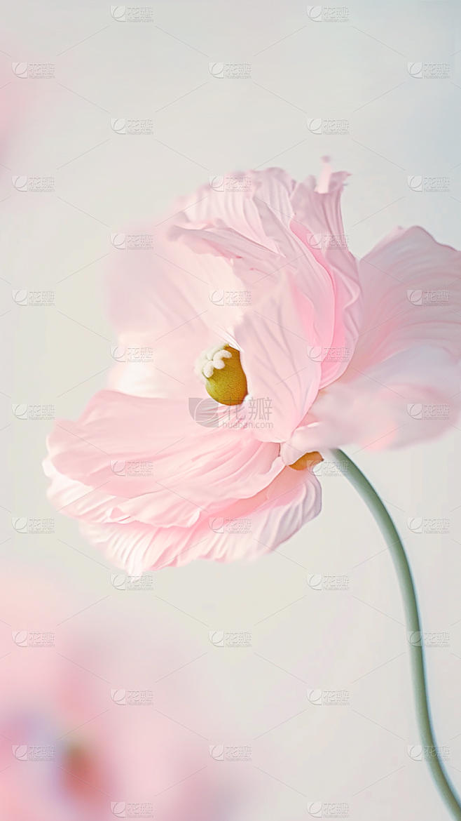 植物实景花朵特写场景背景图片素材