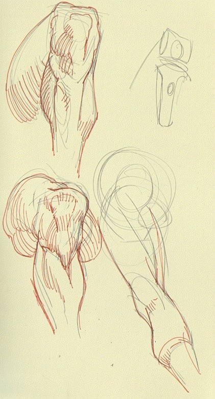 #绘画参考#下肢（臀部、膝盖等）一些结构...