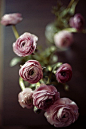 Ranunculus