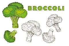 传统食物蔬菜线稿手绘插画水彩矢量AI素材EPS设计素材时令黄瓜