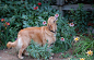 据每日邮报报道，一名Imgur上的用户在网上分享了一系列动物嗅花的可爱组图，命名为“快乐的嗅花控”火爆网络。。心有猛虎，细嗅蔷薇！