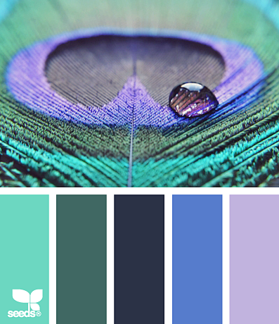 peacock hues