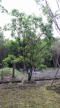 杂木植物-花瓣网|陪你做生活的设计师 | 13320398799346899