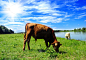 小牛,天空,褐色,干草,水平画幅,无人,草坪,户外,湖,草