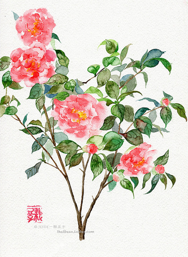 水彩插画——山茶花-Jessie一颗豆子...