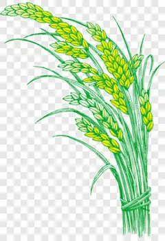 稻谷 稻米 稻穗 禾稻 大米装饰图案PNG图片➤来自 PNG搜索网 pngss.com 免费免扣png素材下载！