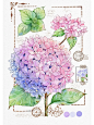 邮票系列花卉图鉴九宫格｜上色篇