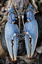 blue lobster