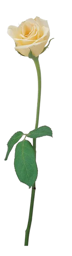 AA衍采集到花花