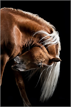 ——雷——采集到马——力量、速度、自由、飘逸、感性
