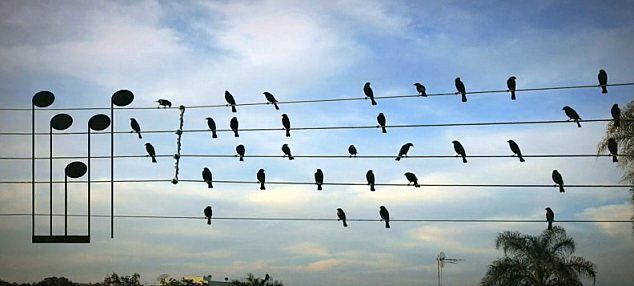 加巴斯·阿格内里把鸟儿和电线看作是音符和...