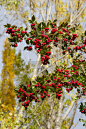 山楂,水果,红色,枝,米欧洲红花山楂,白杨,自然,垂直画幅,生物,秋天