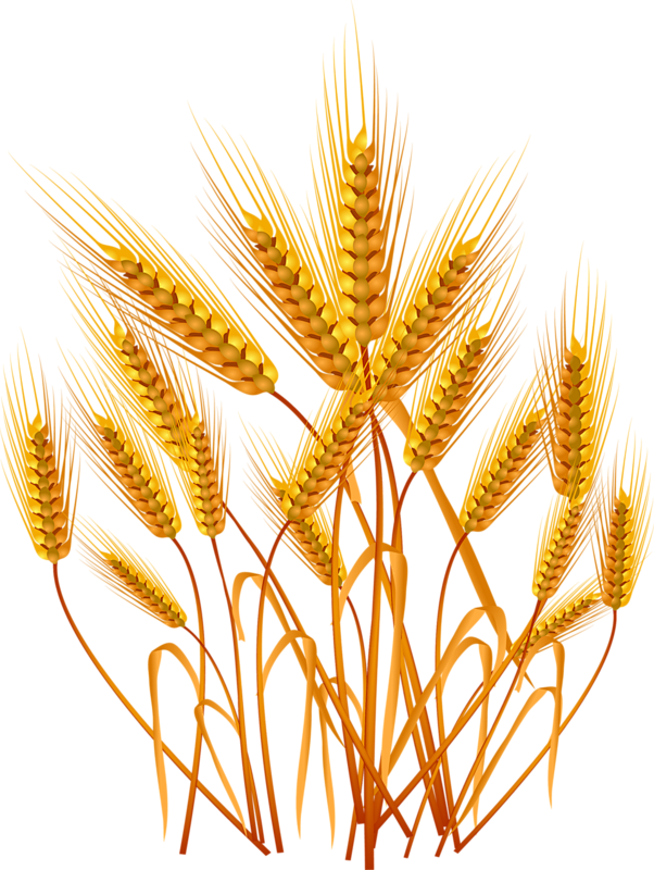 植物素材png