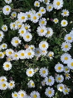 雏菊高清摄影素材