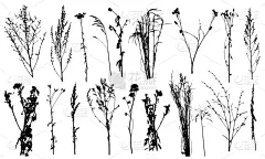 矢量,绘画插图,反差,植物群,农业,草坪,贺卡,背景分离,草,阴影