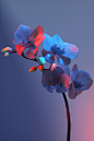 Flowers : A collection of flowers developed with Baillat Studio for Red Bull Music