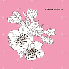 华丽的,樱花,请柬,壁纸,樱桃,婚礼,装饰物,春天,排列,复古