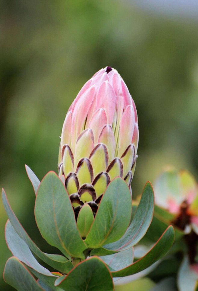 国王海神花proteacynaroides又名帝王花是南非的国花