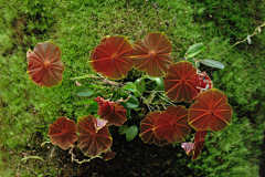 Tracy_卓采集到花