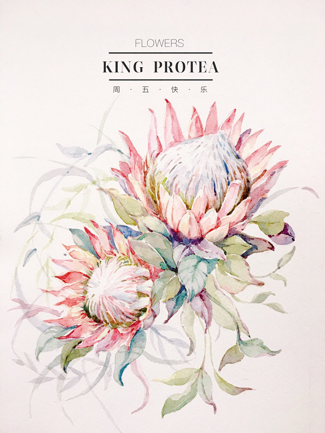 水彩帝王花