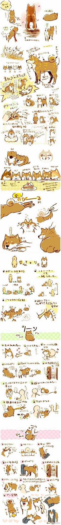 小圆猫~~~~采集到动物
