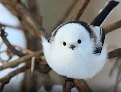 银喉长尾山雀，最后一张“大鹏展翅”超萌耶~

#艺术范##手帐素材插画手绘# ​​​​